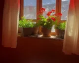 اقامتگاه بومگردی یادگار مجن(طبقه دوم) شاهرود اقامتگاه بومگردی یادگار مجن(طبقه دوم) شاهرود