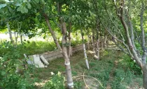 سوییت حور (کوه سنگر) اردبیل سوییت حور (کوه سنگر) اردبیل
