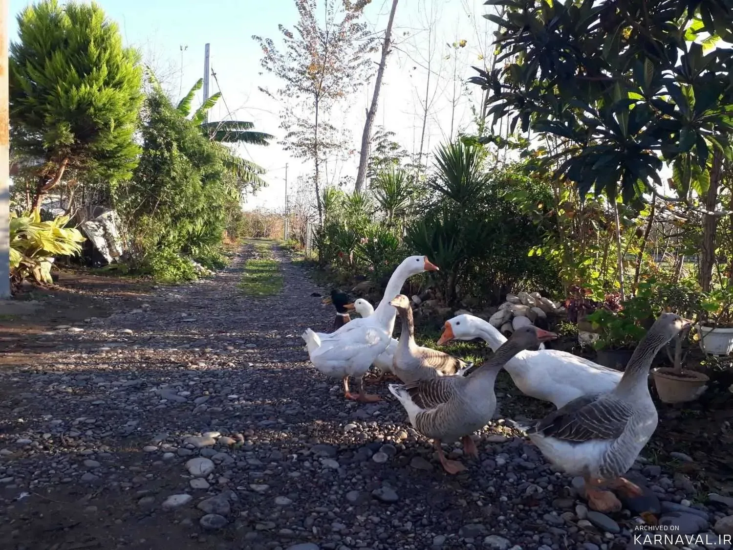 سوییت  ویلایی علیدوست سراوان