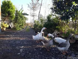 سوییت ویلایی علیدوست سراوان سوییت ویلایی علیدوست سراوان