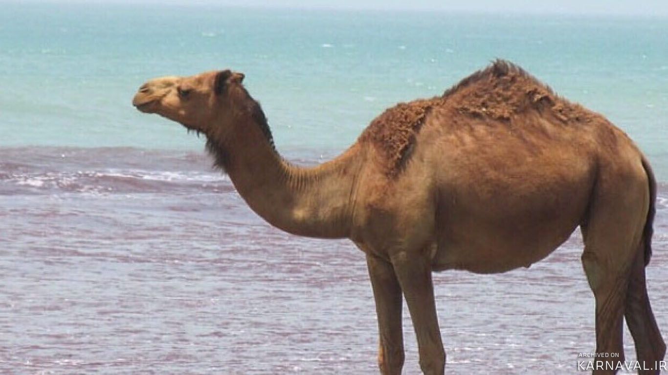 هتل ساحل طلایی قشم هتل ساحل طلایی قشم