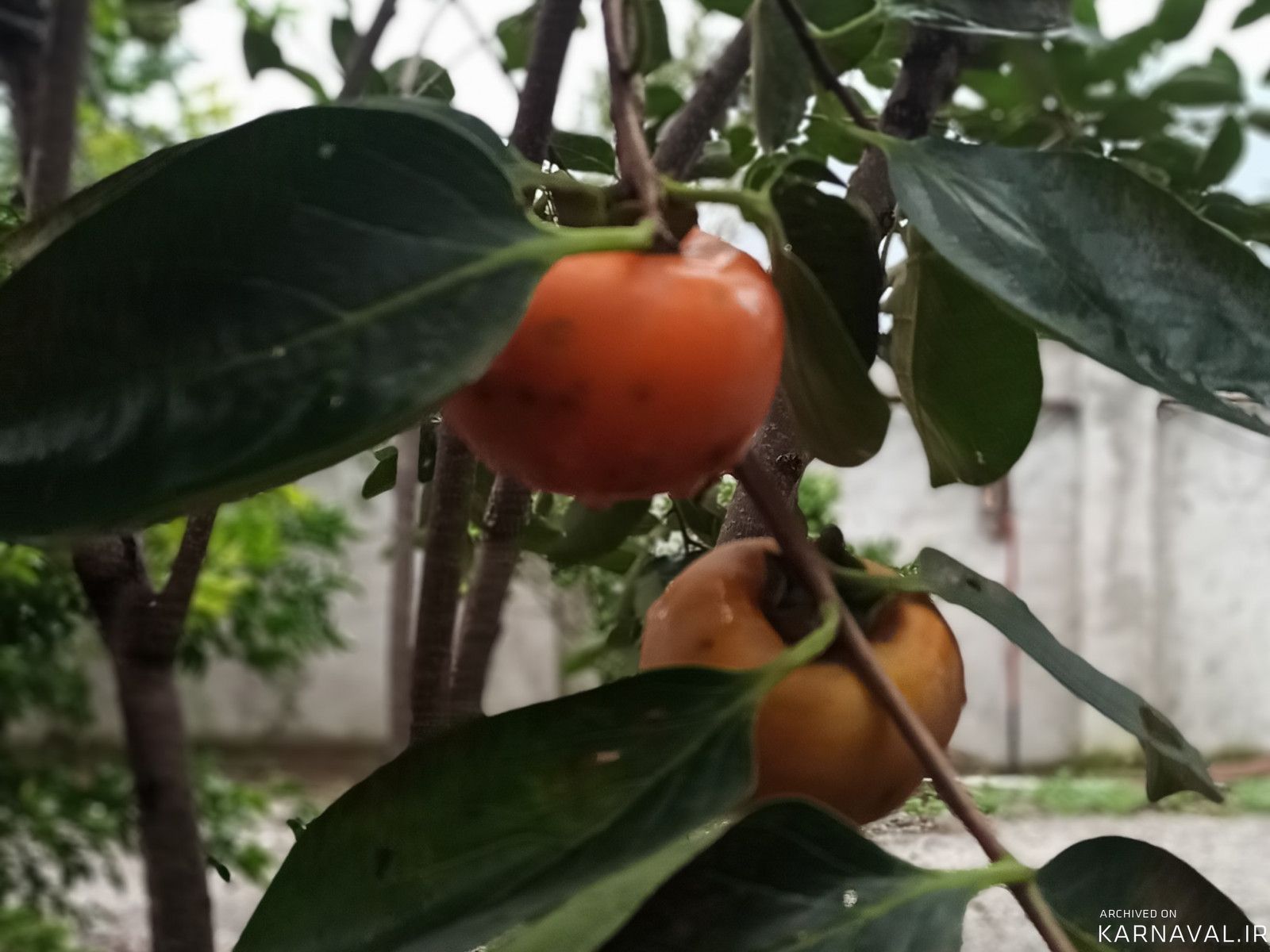 ویلای مبله دو خوابه در محیطی دنج و آرام