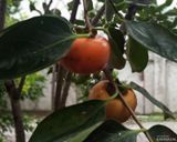 ویلای مبله دو خوابه در محیطی دنج و آرام ویلای مبله دو خوابه در محیطی دنج و آرام