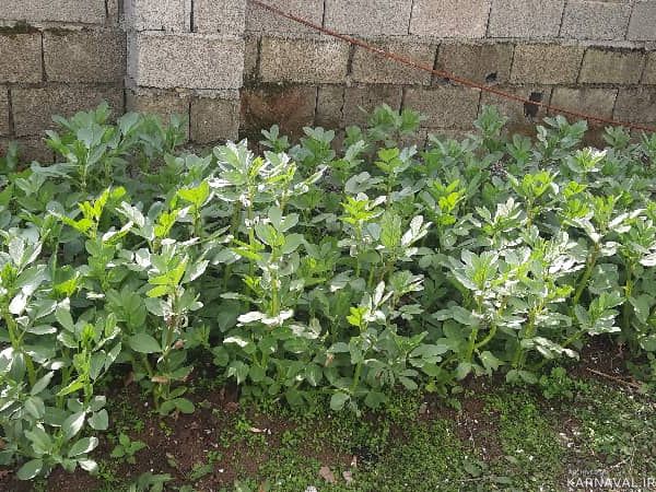 ویلای دو خوابه "آرین 1" در روستای قروق