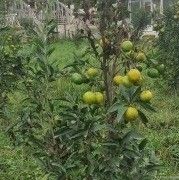 باغ و ویلا باغ و ویلا