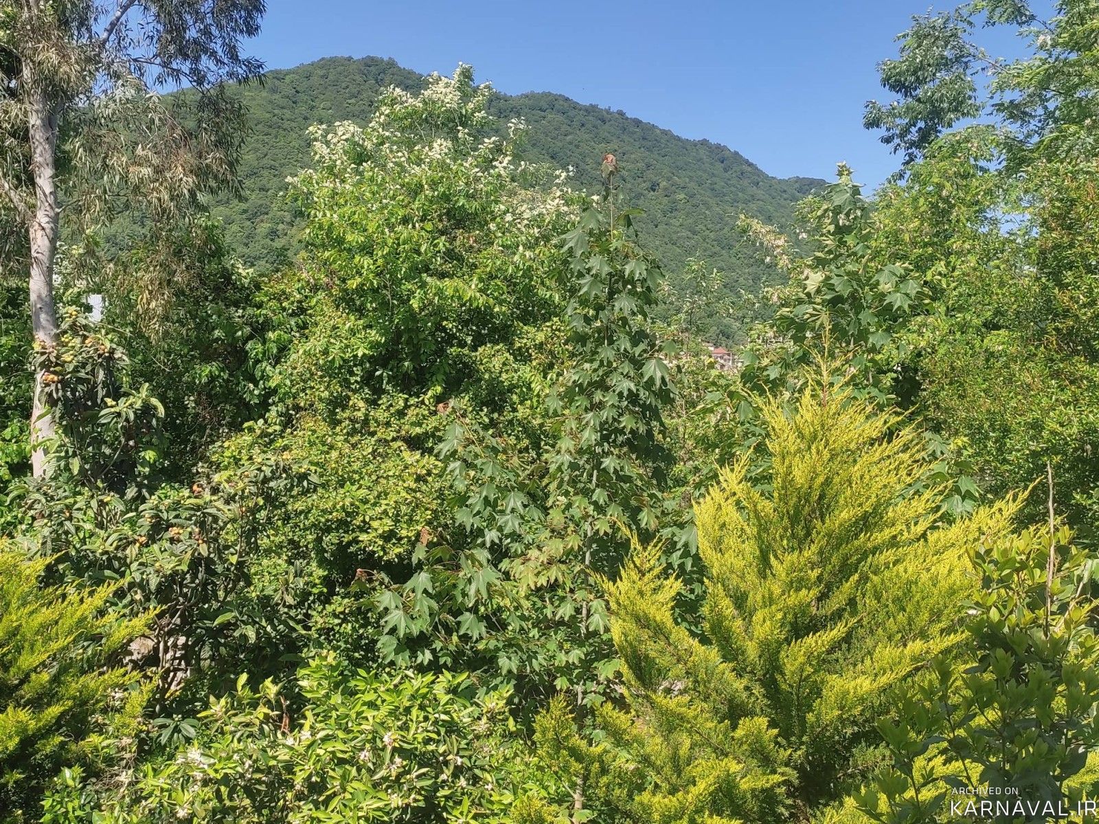 ویلای دو خوابه جنگلی با ویوی دریا 