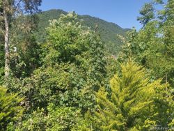 ویلای دو خوابه جنگلی با ویوی دریا ویلای دو خوابه جنگلی با ویوی دریا