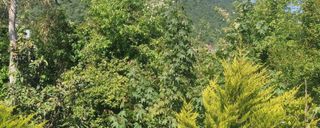 ویلای دو خوابه جنگلی با ویوی دریا ویلای دو خوابه جنگلی با ویوی دریا