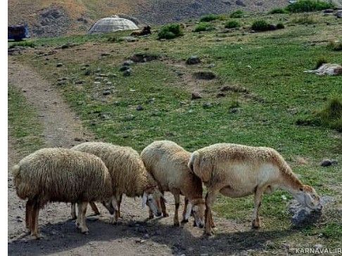 مجموعه اکو کمپ دومان "اتاق بدون تخت 3 " مجموعه اکو کمپ دومان "اتاق بدون تخت 3 "
