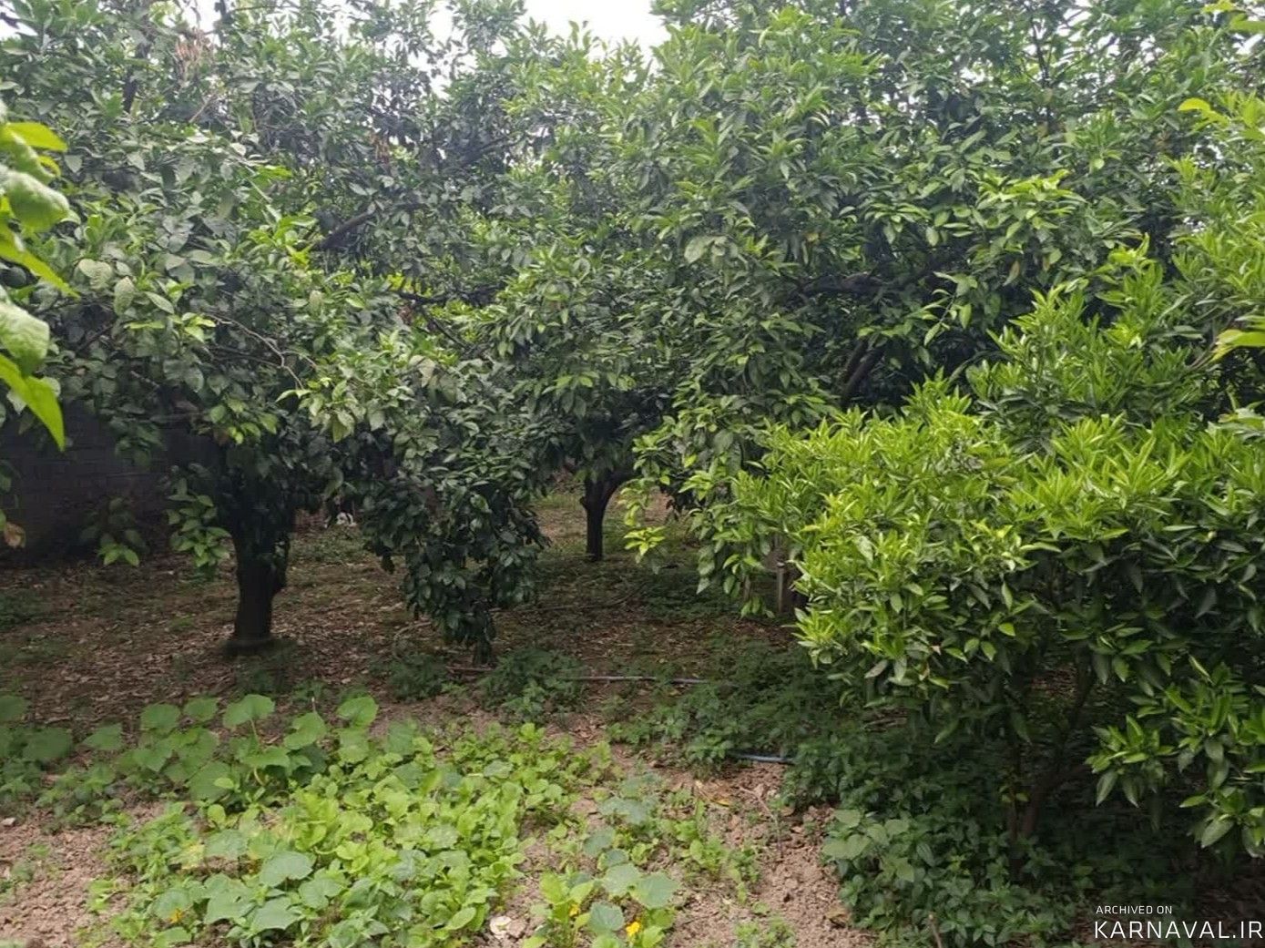 ویلا باغ "خونه سبز" ویلا باغ "خونه سبز"