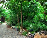 خانه باغ دو خوابه تنکابن خانه باغ دو خوابه تنکابن