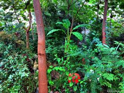 خانه باغ دو خوابه تنکابن خانه باغ دو خوابه تنکابن