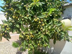 ویلای استخردار سه خوابه ویلای استخردار سه خوابه