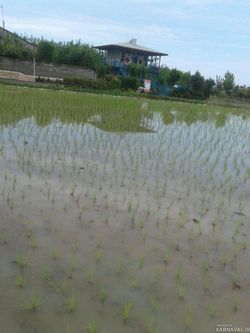 اقامتگاه بومگردی "گیشار" اتاق گیشار اقامتگاه بومگردی "گیشار" اتاق گیشار