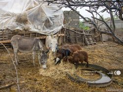 اقامتگاه بومگردی "ممرز" اتاق (1) اقامتگاه بومگردی "ممرز" اتاق (1)