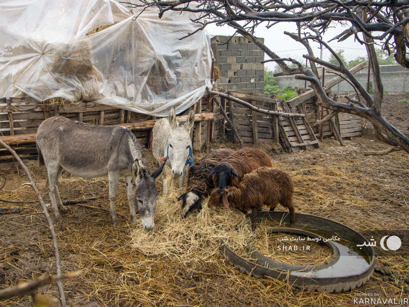 اقامتگاه بومگردی گالِش مِنزِل(تجربه زندگی روستایی)