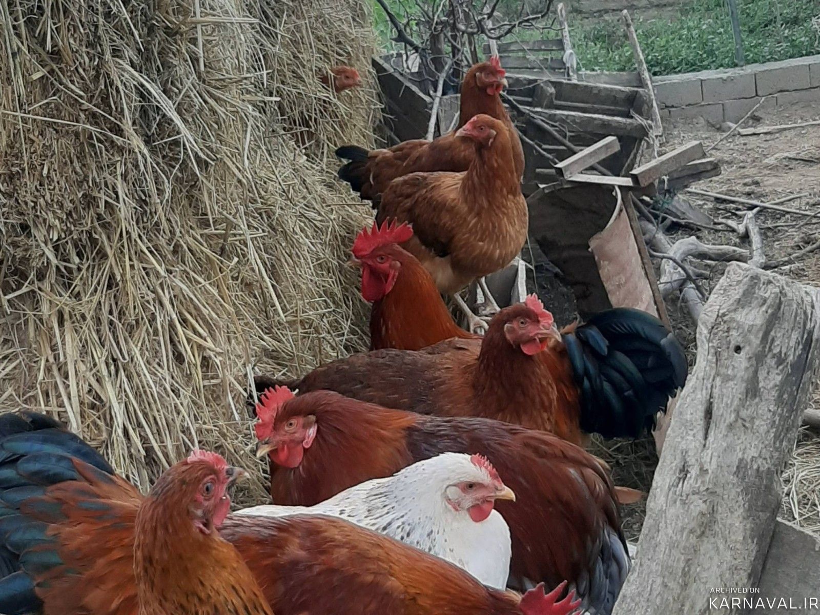 اقامتگاه بومگردی گالِش مِنزِل(تجربه زندگی روستایی)