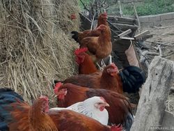 اقامتگاه بومگردی گالِش مِنزِل(تجربه زندگی روستایی) اقامتگاه بومگردی گالِش مِنزِل(تجربه زندگی روستایی)