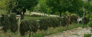اقامتگاه بومگردی شیلان (اتاق 24 متری) اقامتگاه بومگردی شیلان (اتاق 24 متری)