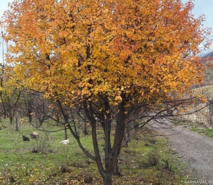 اقامتگاه بومگردی "کلدر" اتاق 1