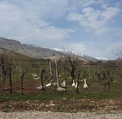 اقامتگاه بومگردی "کلدر" اتاق 2 اقامتگاه بومگردی "کلدر" اتاق 2