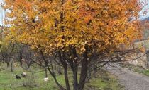 اقامتگاه بومگردی "کلدر" اتاق 6 اقامتگاه بومگردی "کلدر" اتاق 6