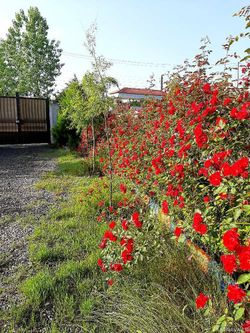 ویلا دوخوابه دربست ویلا دوخوابه دربست