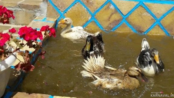 اقامتگاه بومگردی "چنارستان" اتاق نیلوفر