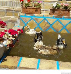 اقامتگاه بومگردی "چنارستان" اتاق شقایق اقامتگاه بومگردی "چنارستان" اتاق شقایق