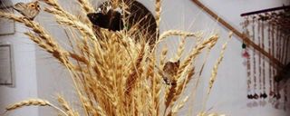 اقامتگاه بومگردی "کهک" اتاق 5 اقامتگاه بومگردی "کهک" اتاق 5