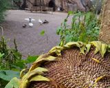 اقامتگاه بومگردی "ماهی بازان" اتاق چی گل اقامتگاه بومگردی "ماهی بازان" اتاق چی گل