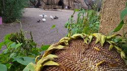 اقامتگاه بومگردی "ماهی بازان" اتاق چی گل اقامتگاه بومگردی "ماهی بازان" اتاق چی گل