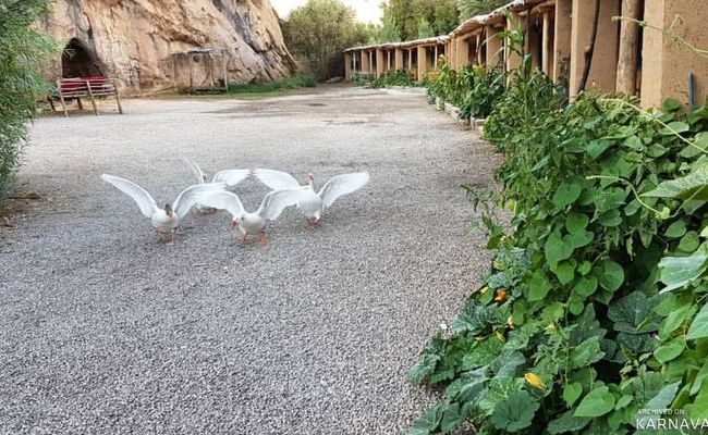 اقامتگاه بومگردی "ماهی بازان" اتاق آساره اقامتگاه بومگردی "ماهی بازان" اتاق آساره