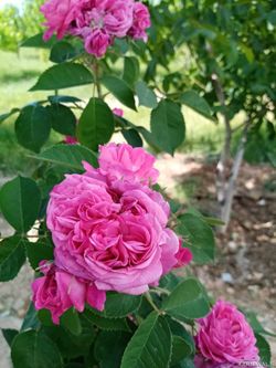 اقامتگاه بومگردی"بلوط تاف" طبقه پایین 2 اقامتگاه بومگردی"بلوط تاف" طبقه پایین 2