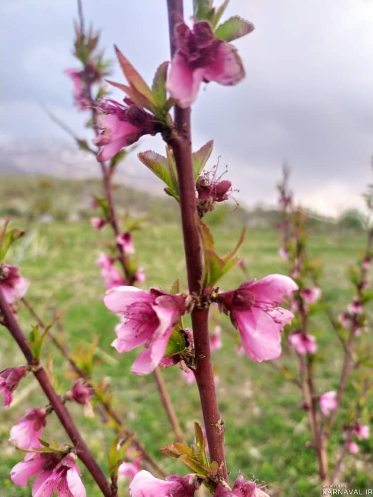 اقامتگاه بومگردی"بلوط تاف" طبقه پایین 3