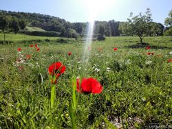 اقامتگاه بومگردی"بلوط تاف" طبقه پایین 3 اقامتگاه بومگردی"بلوط تاف" طبقه پایین 3