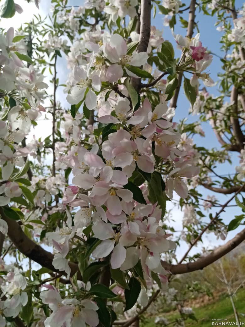 اقامتگاه بومگردی"بلوط تاف" طبقه پایین 3