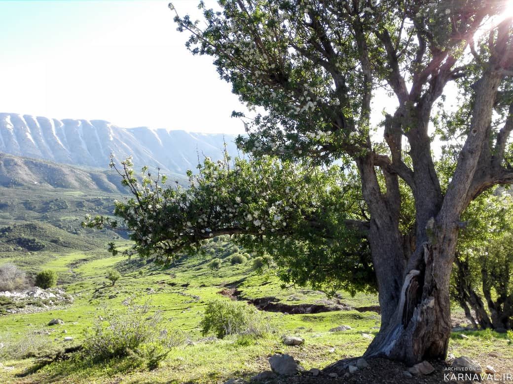 اقامتگاه بومگردی"بلوط تاف" طبقه پایین 3