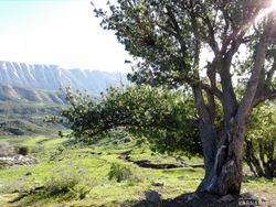 اقامتگاه بومگردی"بلوط تاف" طبقه پایین 3 اقامتگاه بومگردی"بلوط تاف" طبقه پایین 3