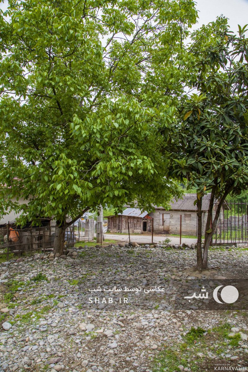 کلبه چوبی جنگلی ماهان ۳
