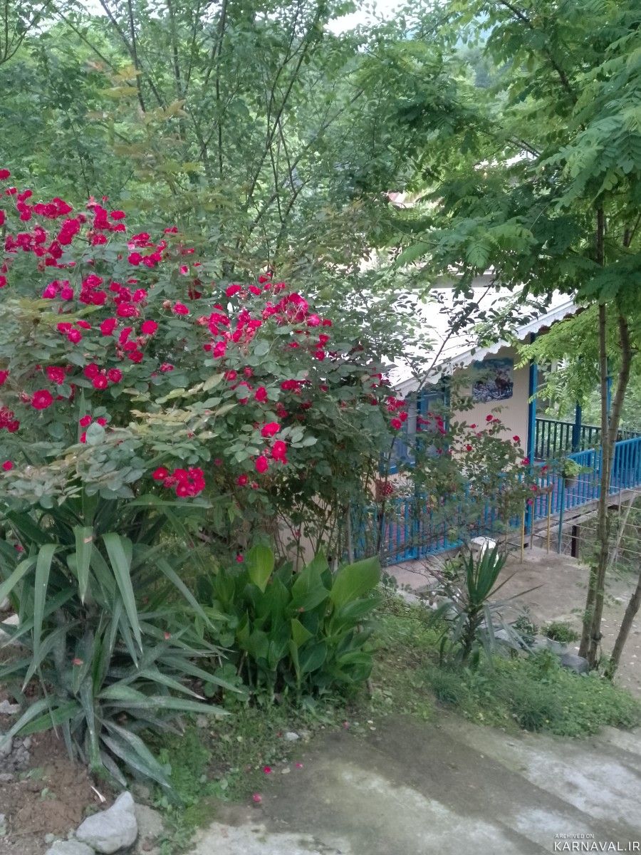 کلبه چوبی جنگلی ماهان ۳