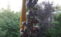 اقامتگاه بومگردی "مخمل بانو" اتاق 1 اقامتگاه بومگردی "مخمل بانو" اتاق 1