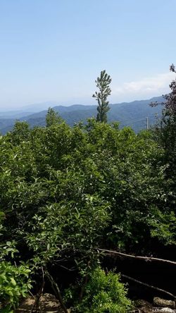 اقامتگاه بومگردی "مخمل بانو" اتاق 1 اقامتگاه بومگردی "مخمل بانو" اتاق 1