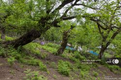 کلبه چوبی و جنگلی صفری طبقه اول کلبه چوبی و جنگلی صفری طبقه اول