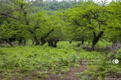 کلبه چوبی و جنگلی صفری طبقه اول کلبه چوبی و جنگلی صفری طبقه اول