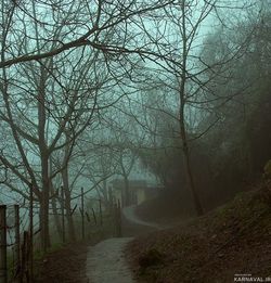 کلبه جنگلی لیمه سرا کلبه جنگلی لیمه سرا