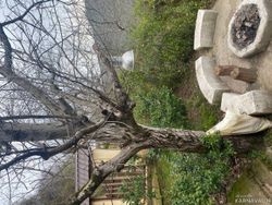 کلبه جنگلی لیمه سرا کلبه جنگلی لیمه سرا