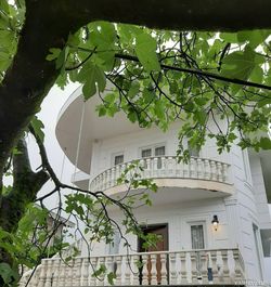 عروس سفید (یک) بکر و جنگلی عروس سفید (یک) بکر و جنگلی