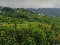 عروس سفید (یک) بکر و جنگلی عروس سفید (یک) بکر و جنگلی