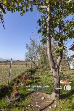 اقامتگاه روستایی دو خوابه در ماسال اقامتگاه روستایی دو خوابه در ماسال